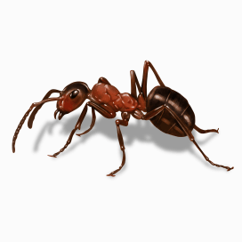 Illustration of a Field Ant.