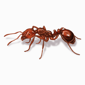 Illustration of a Fire Ant.