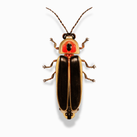 Illustration of a Firefly.