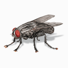 Illustration of a Flesh Fly.