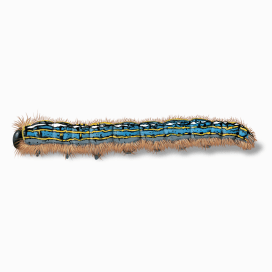 Illustration of a Forest Tent Caterpillar.