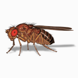 Illustration of a Fruit Fly.