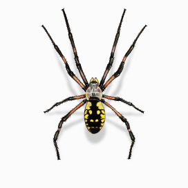 Illustration of a Garden Spider.