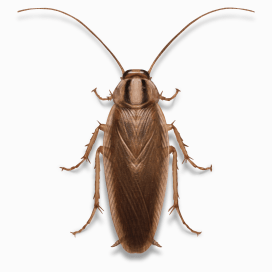 Illustration of a German Cockroach.