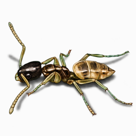 Illustration of a Ghost Ant.