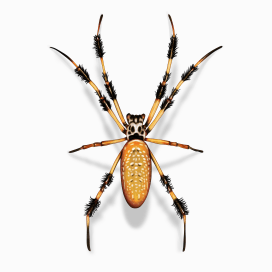 Illustration of a Golden Silk Orb-weaver.