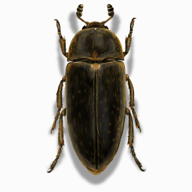 Illustration of a Hide Beetle.