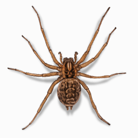 Illustration of a Hobo Spider.