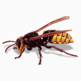 Illustration of a Hornet.