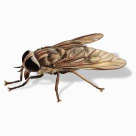 Illustration of a Horse Fly.