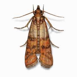 Illustration of a Indianmeal Moth.