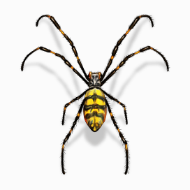 Illustration of a Joro Spider.