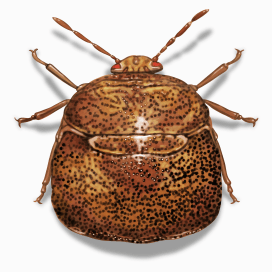 Illustration of a Kudzu Stink Bug.