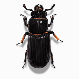 Illustration of a Leather Beetle.