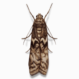 Illustration of a Mediterranean Flour Moth.