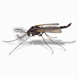 Illustration of a Midge.