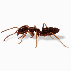 Illustration of a Odorous House Ant.