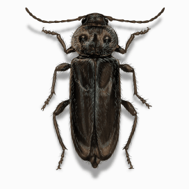 Illustration of a Old House Borer.