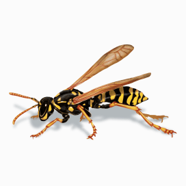 Illustration of a Paper Wasp.