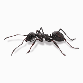 Illustration of a Pavement Ant.