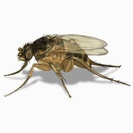 Illustration of a Phorid Fly.