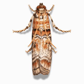 Illustration of a Pine Tip Moth.