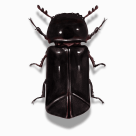 Illustration of a Powderpost Beetle.