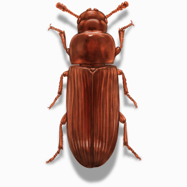 Illustration of a Red Flour Beetle.