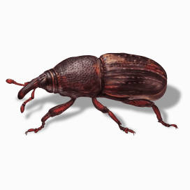 Illustration of a Rice Weevil.