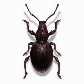 Illustration of a Root Weevil.