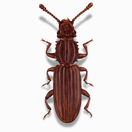 Illustration of a Sawtoothed Grain Beetle.