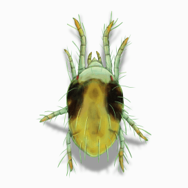 Illustration of a Spider Mite.