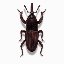 Illustration of a Wheat Weevil.