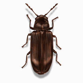 Illustration of a Wood-Boring-Beetle.