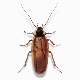 Illustration of a Wood Cockroach.