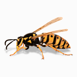 Illustration of a Yellowjacket.