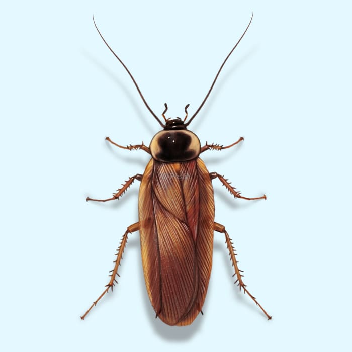 How to get rid of wood cockroaches