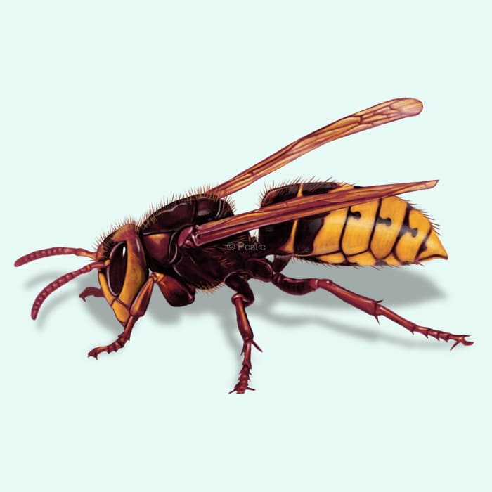 Illustration of a Hornet.