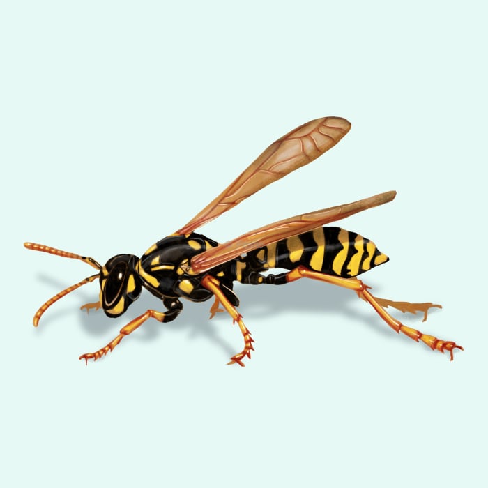 Illustration of a Paper Wasp.