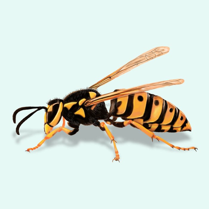 Illustration of a Wasp.