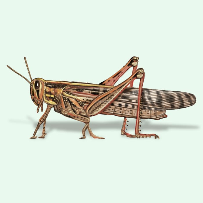 Illustration of a American Bird Grasshopper.