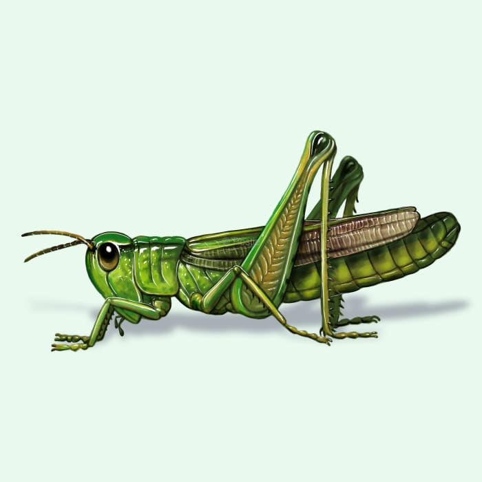 Illustration of a Grasshopper.