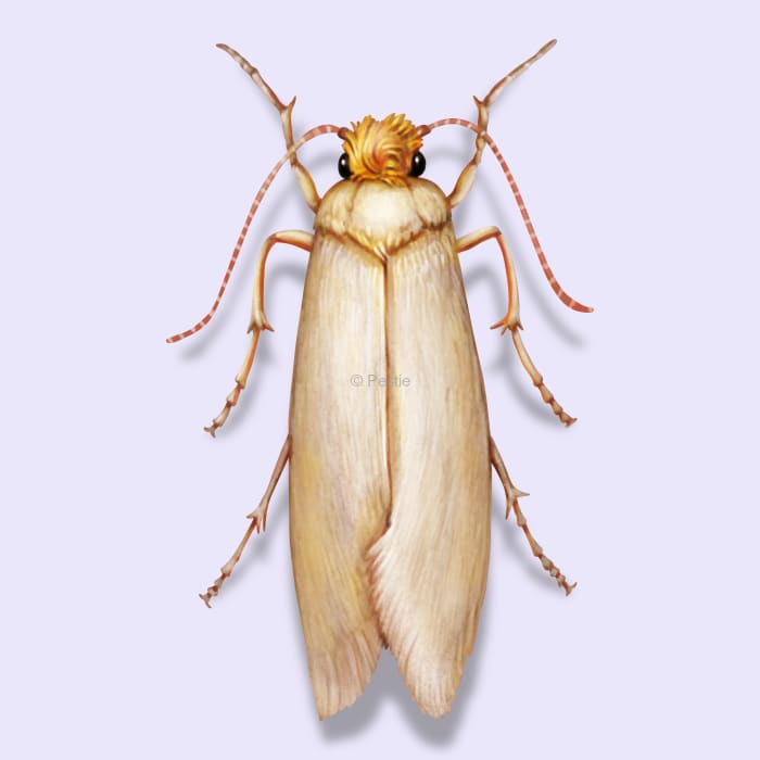 Illustration of a Clothes Moth.