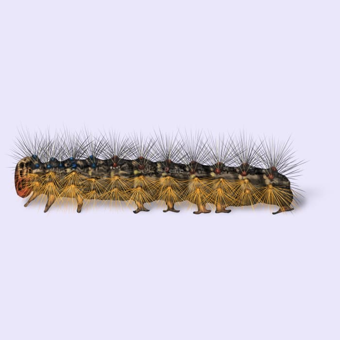 Illustration of a Gypsy Moth.