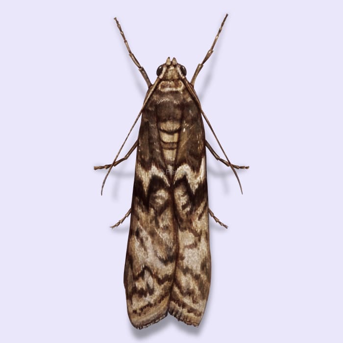 Illustration of a Mediterranean Flour Moth.