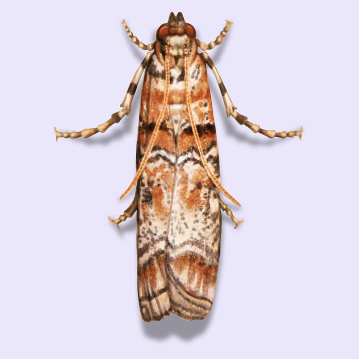 Illustration of a Pine Tip Moth.