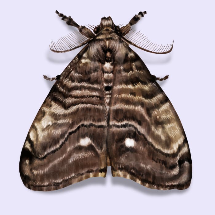 How to identify and get rid of tussock moths