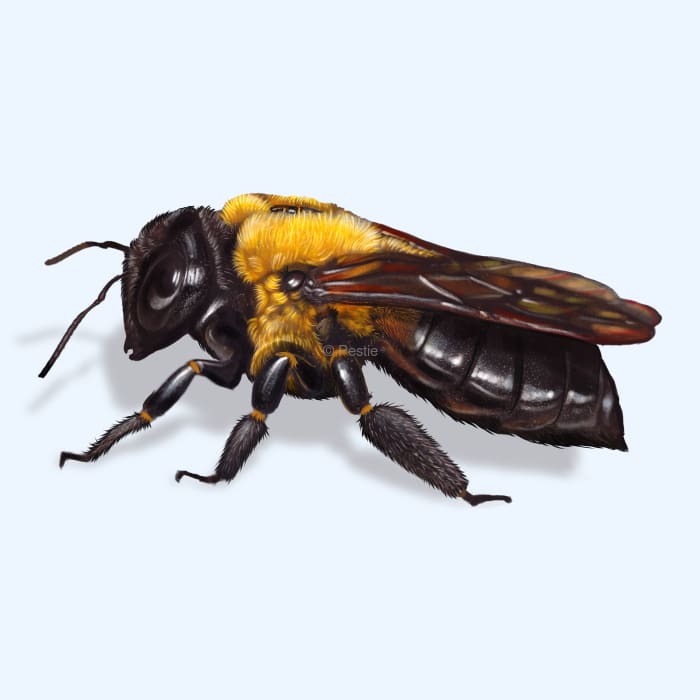 Illustration of a Carpenter Bee.