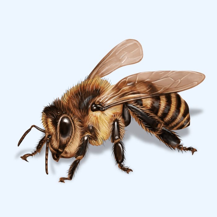 Illustration of a Honey Bee.