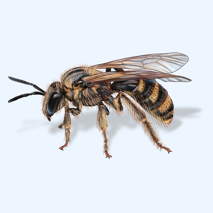 Illustration of a Sweat Bee.